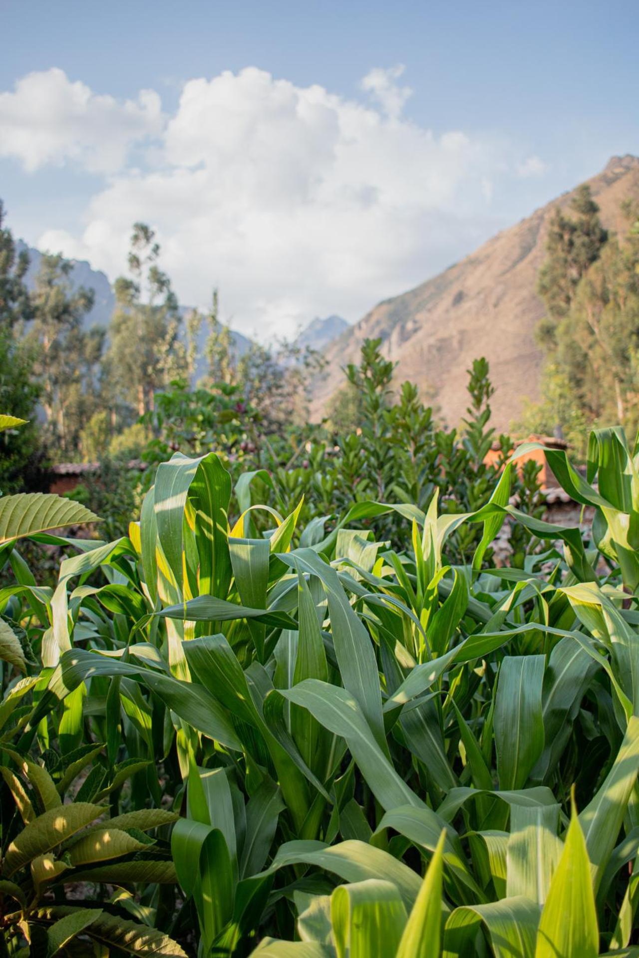 Allin Illary Eco Hospedaje Urubamba Exterior photo