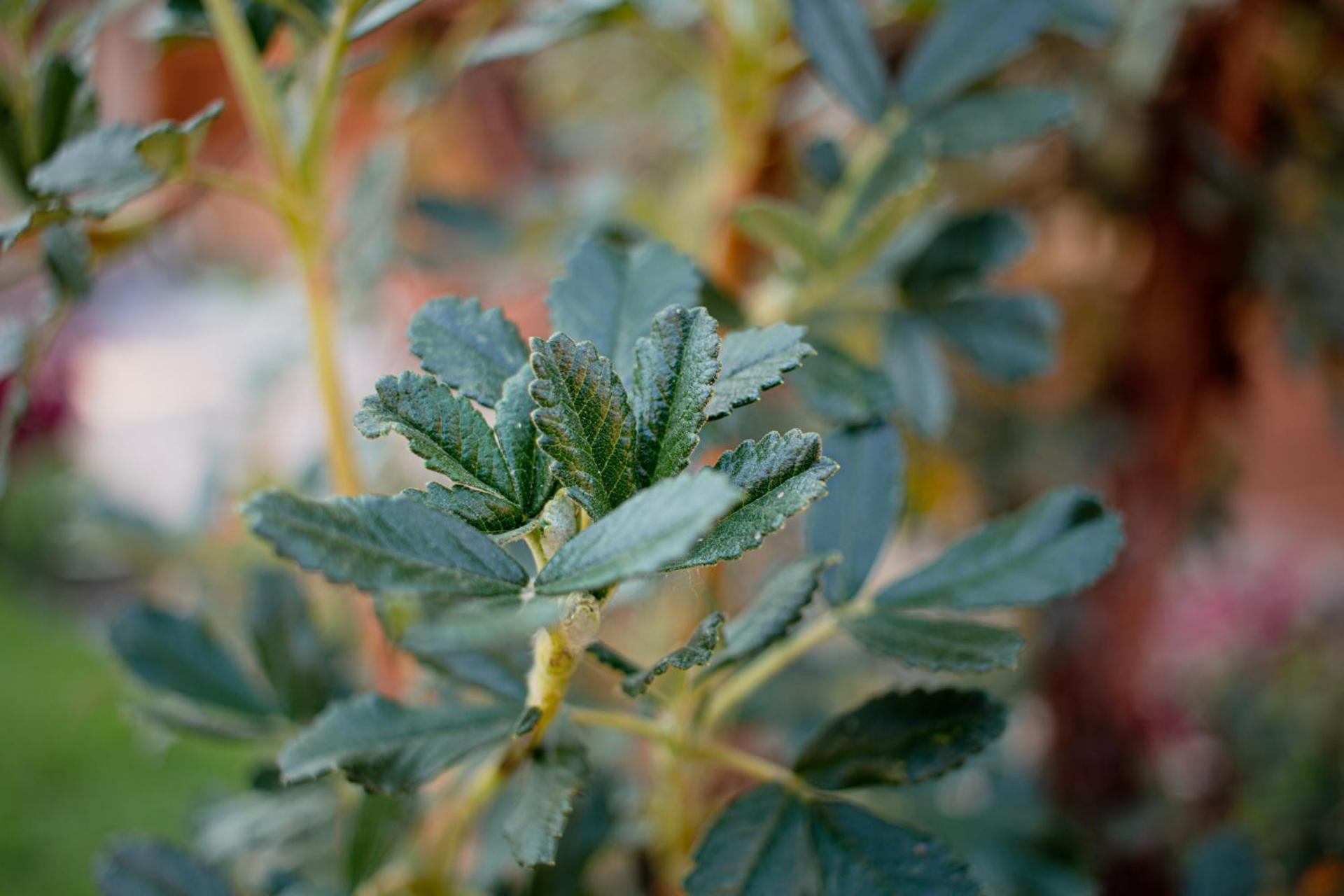 Allin Illary Eco Hospedaje Urubamba Exterior photo