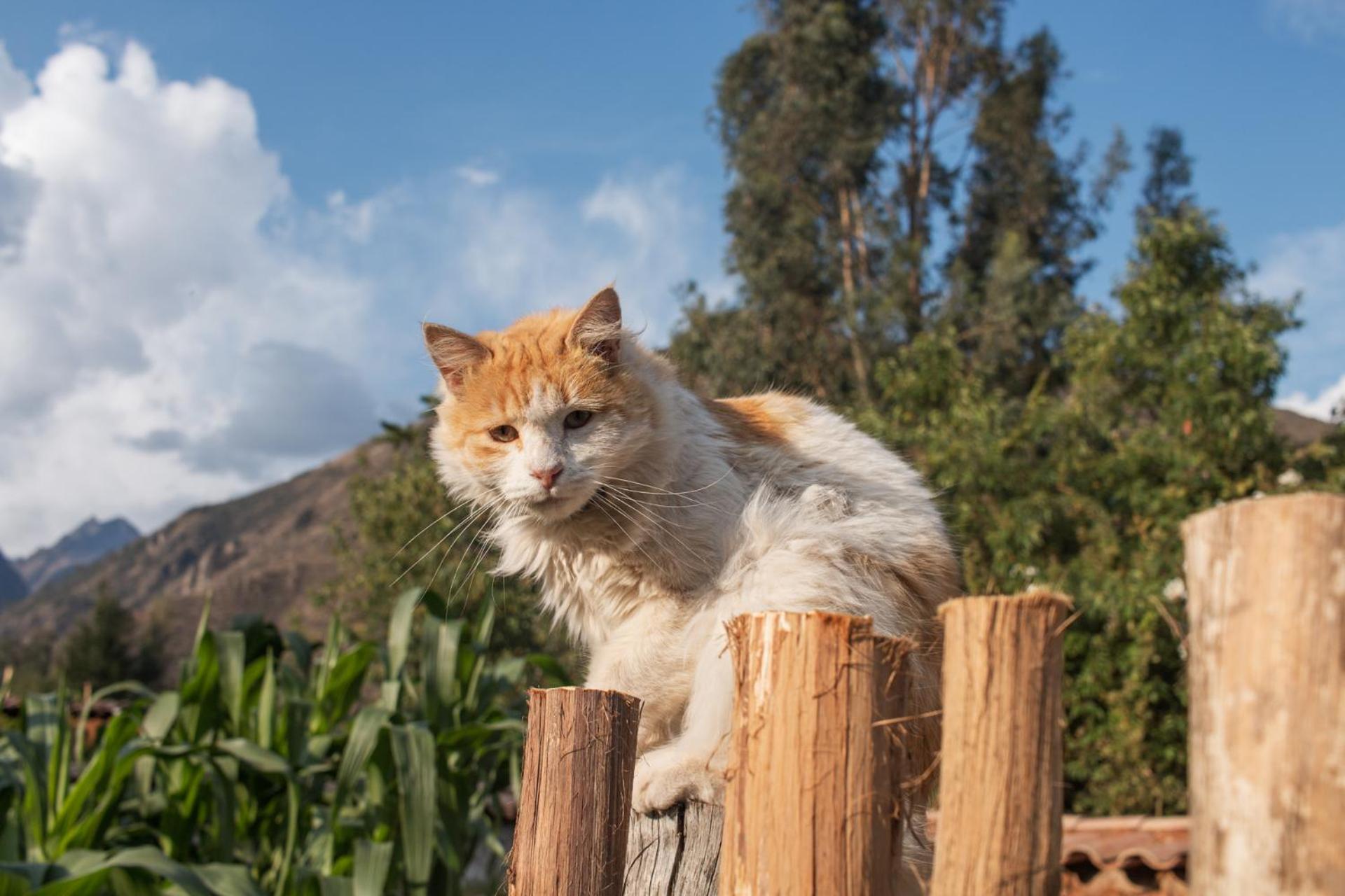 Allin Illary Eco Hospedaje Urubamba Exterior photo